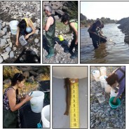 Seguimiento Ambiental Limnológico “Obra Construcción de Defensas Fluviales Río Cautín Urbano Temuco y Padre Las Casas”